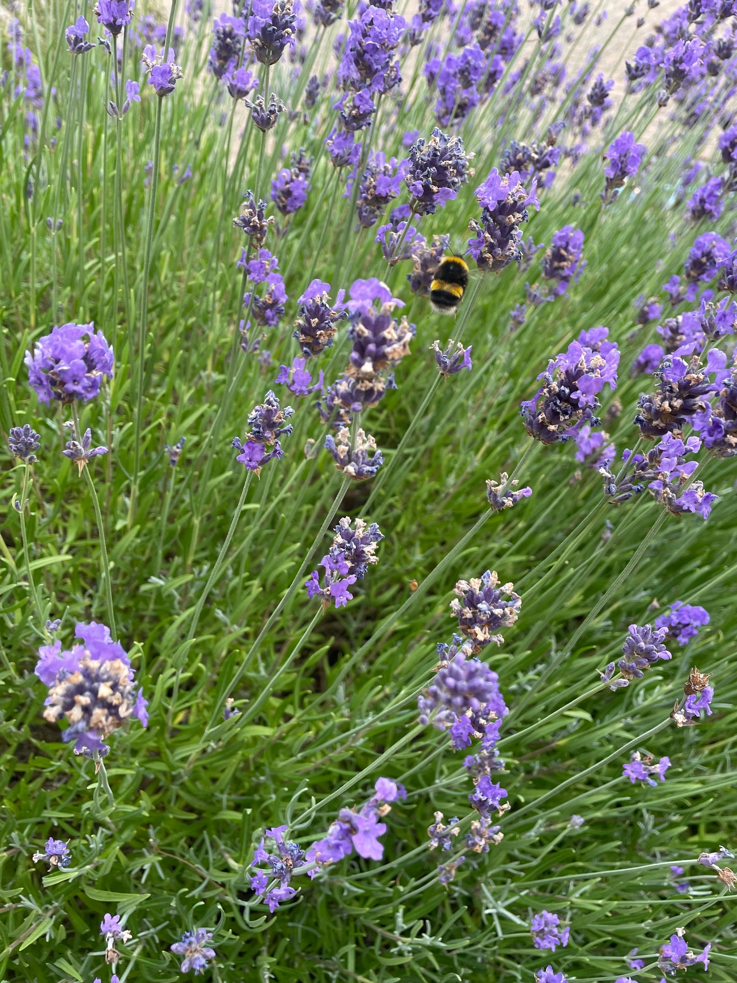 Lavender bags perfect for home fragrance, aromatherapy sleep aid/ relaxation or biodegradable wedding confetti. Min. 8g